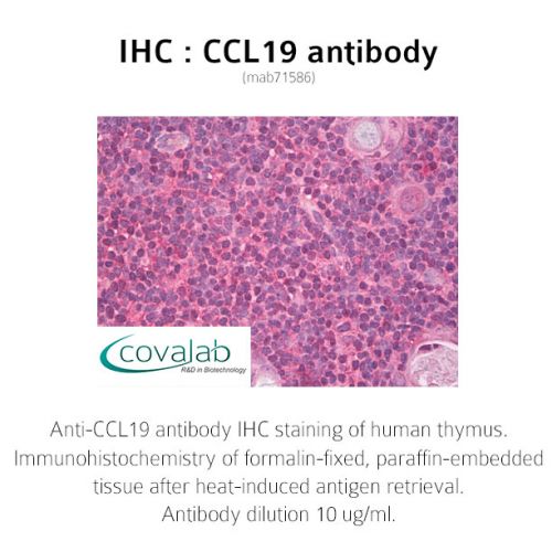 CCL19 antibody