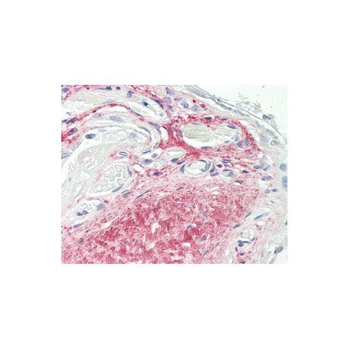 GDF15 antibody (6D12.H10.E4)