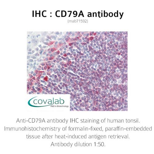 CD79A antibody