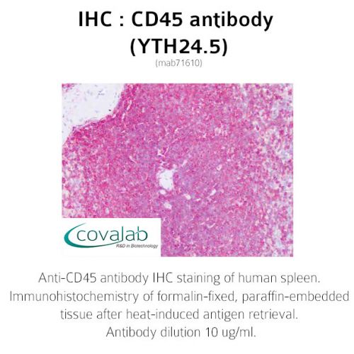CD45 antibody (YTH24.5)