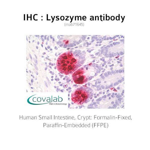 Lysozyme antibody
