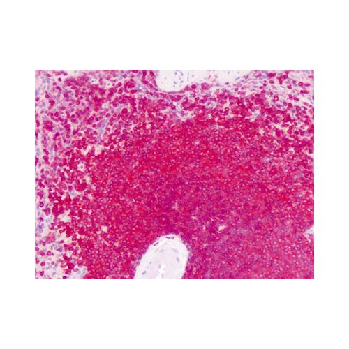 GPRC6A antibody