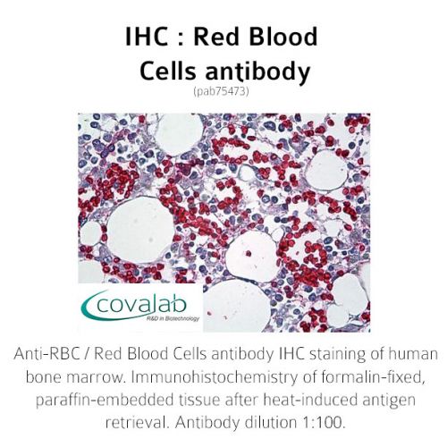 Red Blood Cells antibody