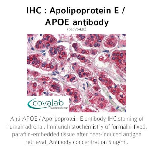 Apolipoprotein E / APOE antibody