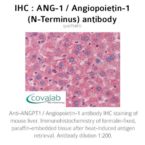 ANG-1 / Angiopoietin-1 (N-Terminus) antibody
