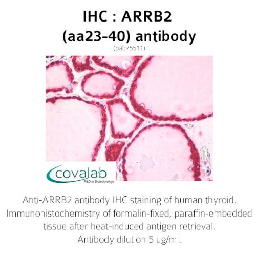 ARRB2 (aa23-40) antibody