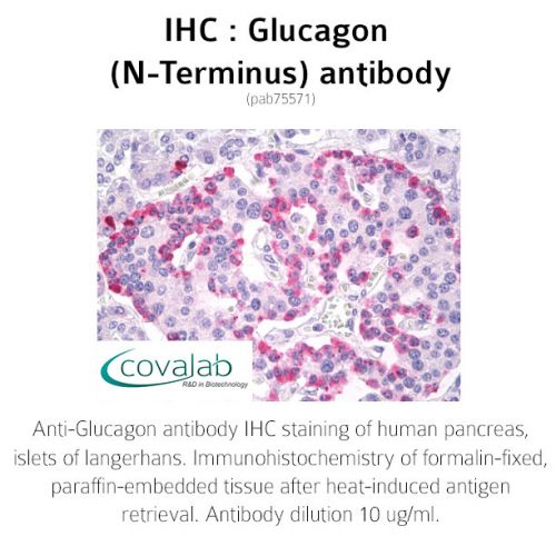 Glucagon (N-Terminus) antibody