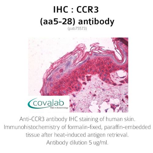 CCR3 (aa5-28) antibody