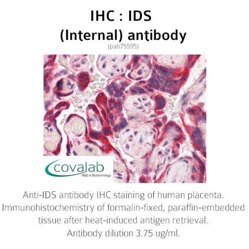IDS (Internal) antibody