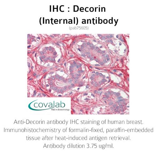Decorin (Internal) antibody