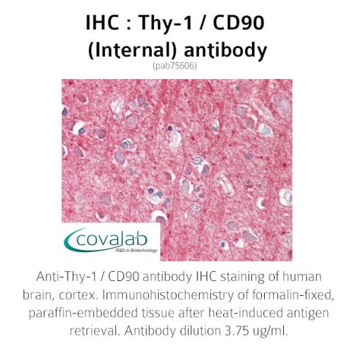 Thy-1 / CD90 (Internal) antibody