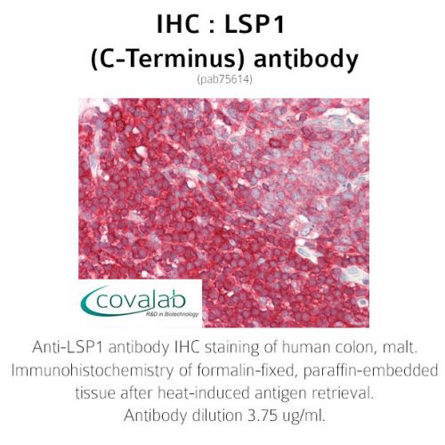 LSP1 (C-Terminus) antibody