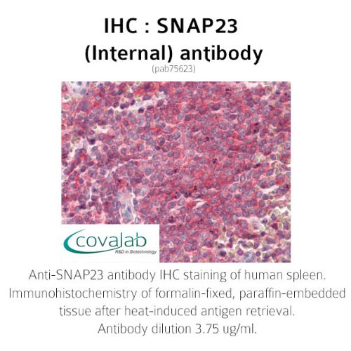SNAP23 (Internal) antibody