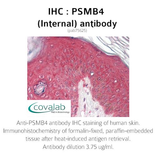 PSMB4 (Internal) antibody