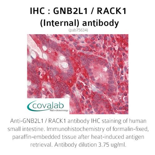 GNB2L1 / RACK1 (Internal) antibody