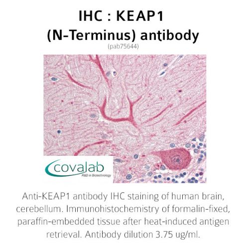 KEAP1 (N-Terminus) antibody