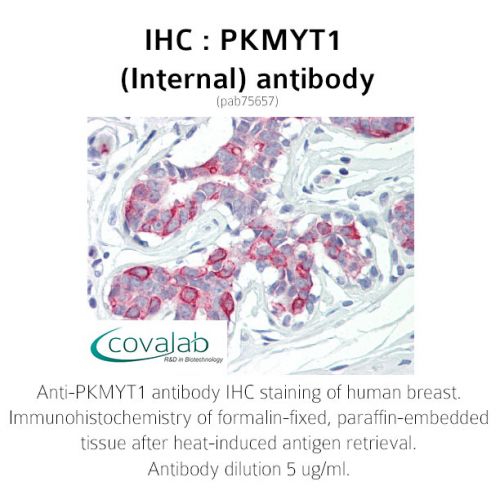PKMYT1 (Internal) antibody