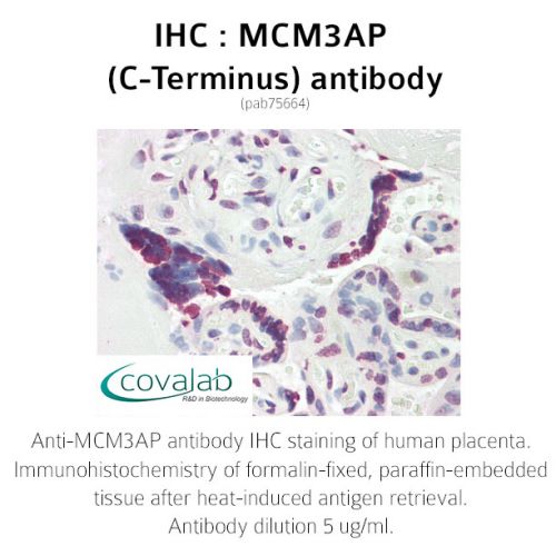 MCM3AP (C-Terminus) antibody
