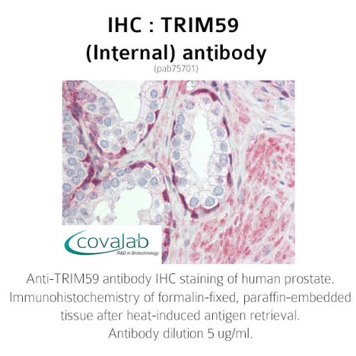 TRIM59 (Internal) antibody
