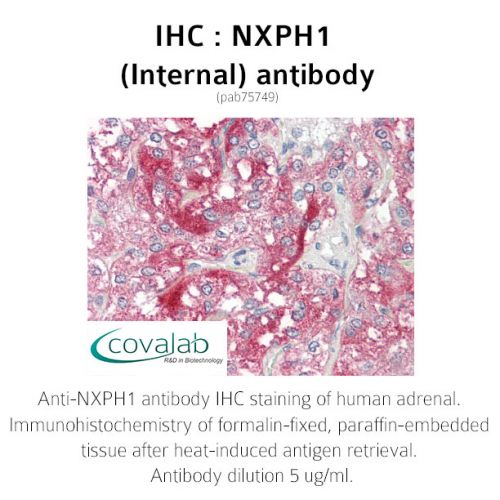 NXPH1 (Internal) antibody