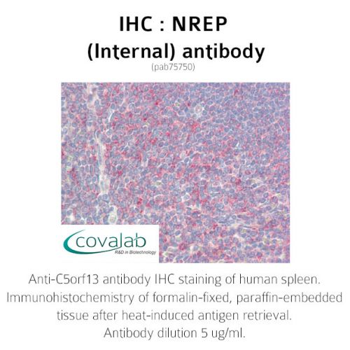 NREP (Internal) antibody