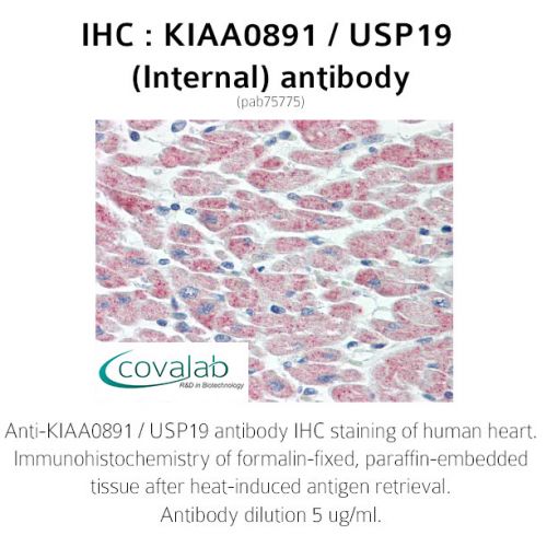 KIAA0891 / USP19 (Internal) antibody