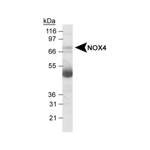 NOX4 antibody