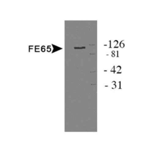 FE65 antibody