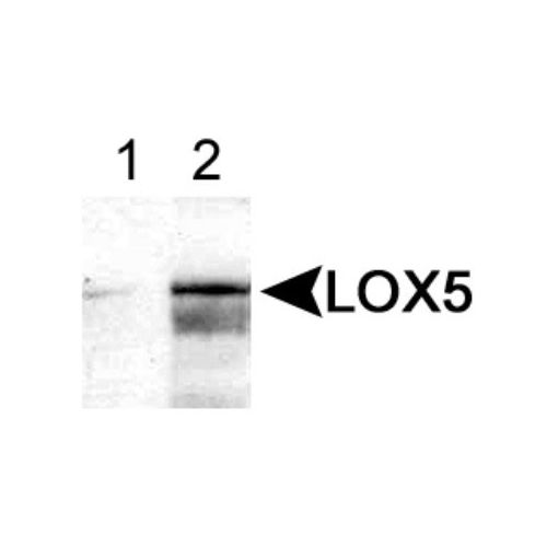 5-lipoxygenase antibody