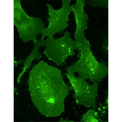 Merlin antibody