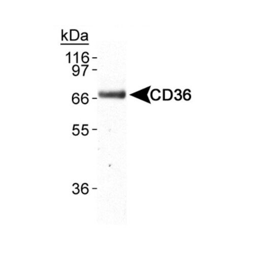 CD36 antibody (D-2712)