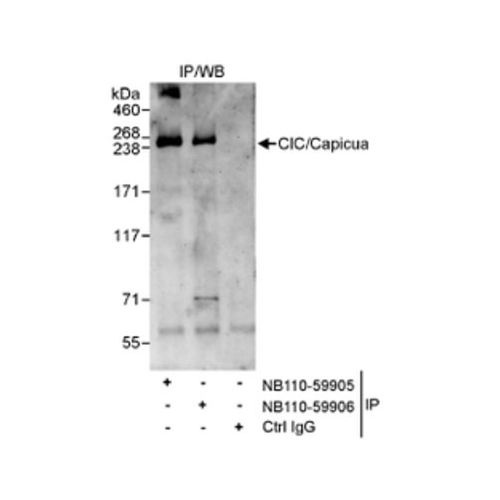 Capicua antibody