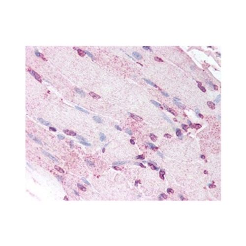 Defensin-5 antibody