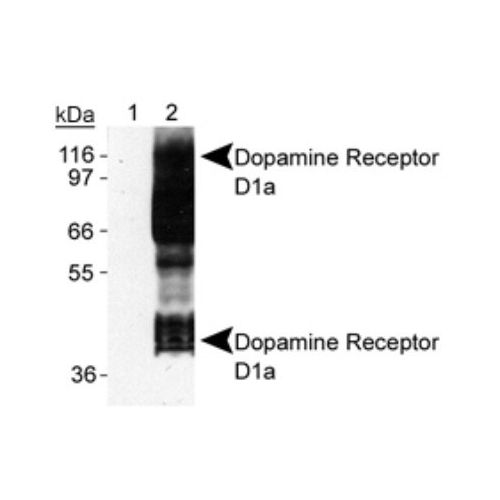 Dopamine D1 receptor antibody (SG2-D1a)
