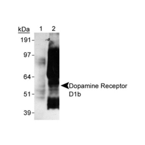 Dopamine D5 receptor antibody