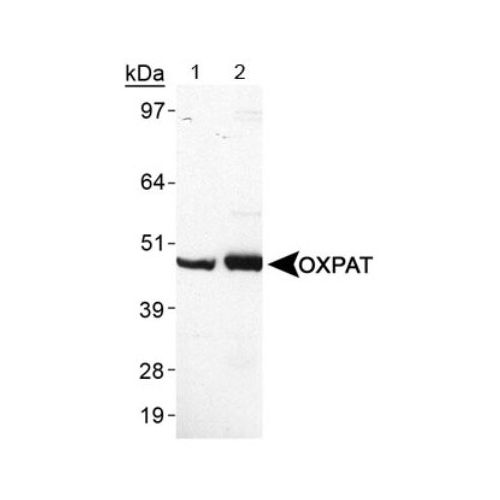 OXPAT antibody