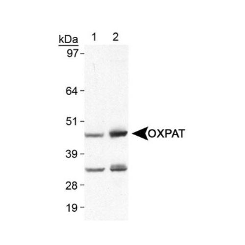 OXPAT antibody