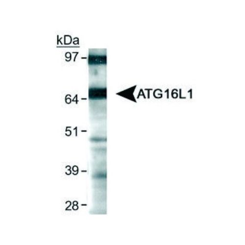 ATG16L1 antibody