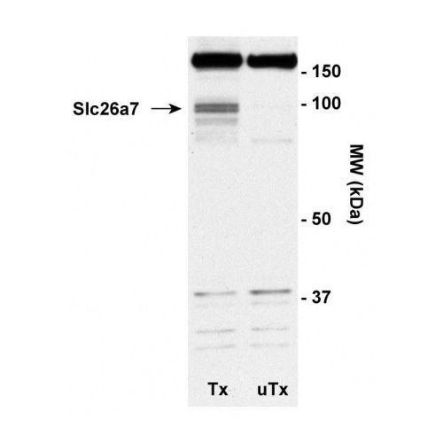 SLC26A7 antibody (14H5)