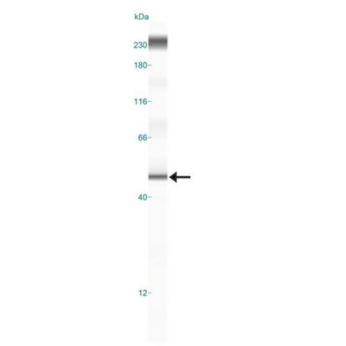 Beclin-2 antibody