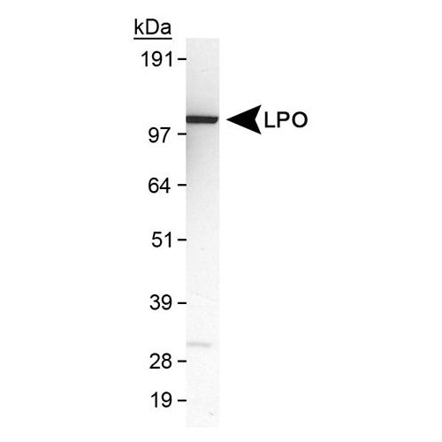 Lactoperoxidase antibody