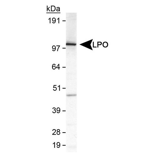 Lactoperoxidase antibody