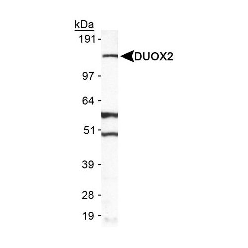Dual oxidase 2 antibody