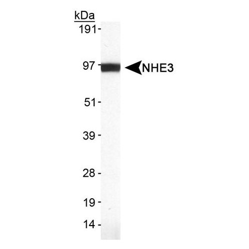 NHE3 antibody (19F5)