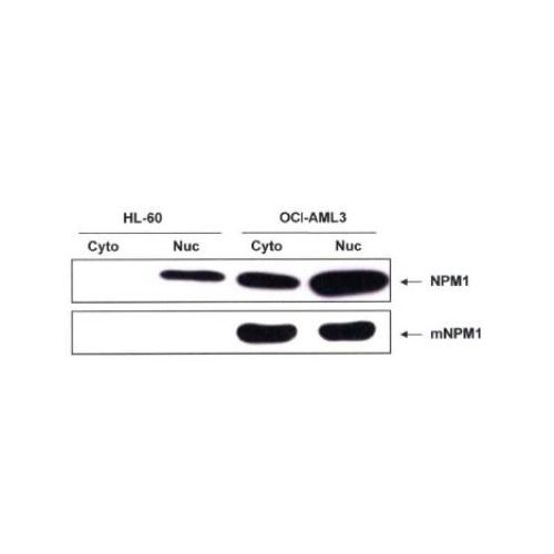 ICC/IF - Nucleophosmin antibody<br/>(pab50321)<br/>Anti-Nucleophosmin antibody IF staining (green) of HeLa cells. Nuclei and alpha-tubulin were counterstained with Dapi (blue) and Dylight 550 (red).
