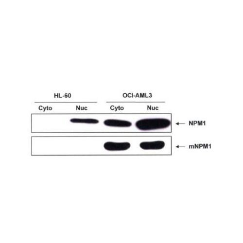 ICC/IF - Nucleophosmin antibody<br/>(pab50321)<br/>Anti-Nucleophosmin antibody IF staining (green) of HeLa cells. Nuclei and alpha-tubulin were counterstained with Dapi (blue) and Dylight 550 (red).
