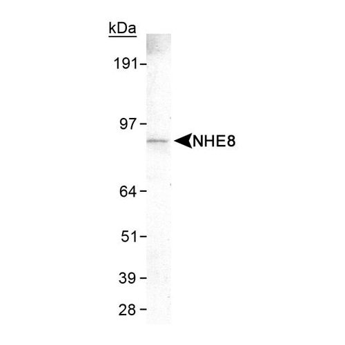 NHE8 antibody (7A11)