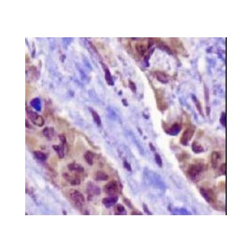 Napsin-1 antibody (TMU-Ad02)