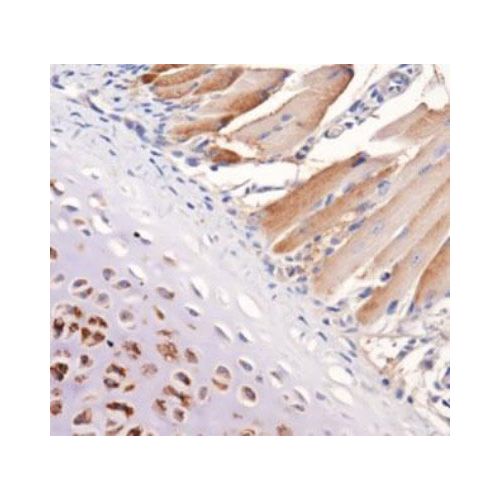Tenascin C antibody (4C8MS)
