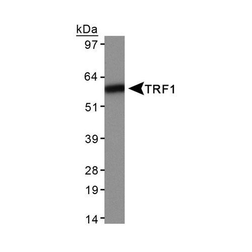 TRF1 antibody (57-6)